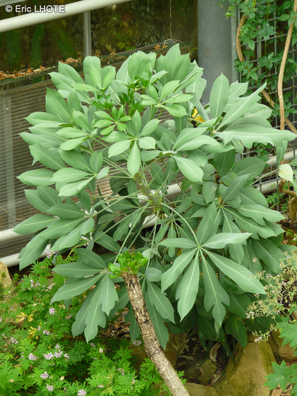 Araliaceae - Cussonia paniculata - Cussonia paniculé