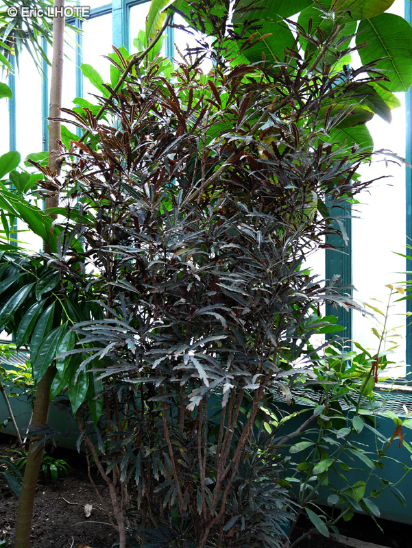 Araliaceae - Dizygotheca elegantissima Castor - Faux Aralia