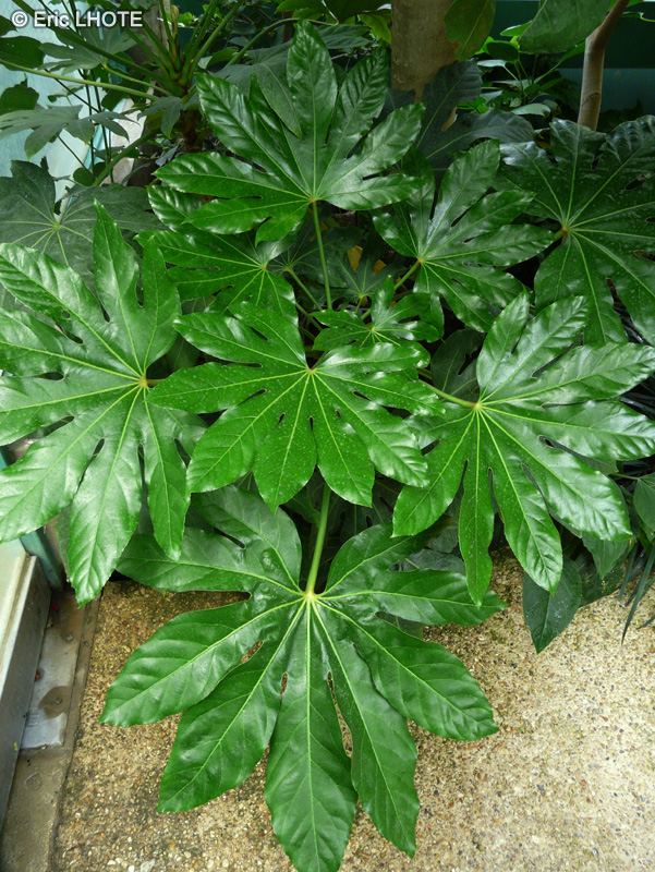Araliaceae - Fatsia japonica - Fatsia du Japon, Aralia du Japon