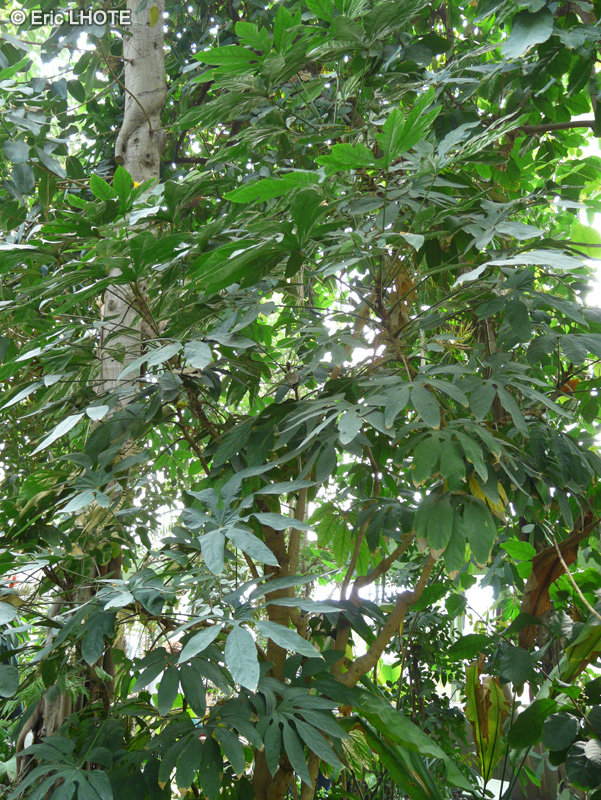 Araliaceae - Fatsia polycarpa - Fatsia