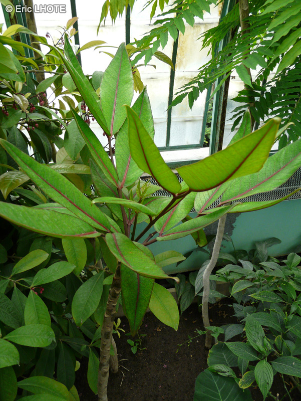 Araliaceae - Gastonia cutispongia - Bois d’éponge, Bois de banane à grandes feuilles