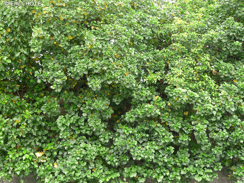 Araliaceae - Hedera helix Arborescens - Lierre arborescent