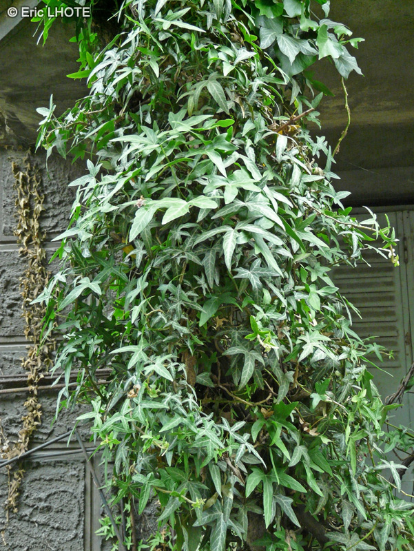 Araliaceae - Hedera helix Sagittifolia - Lierre à feuilles sagittées