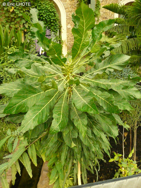 Araliaceae - Meryta denhamii - Merita