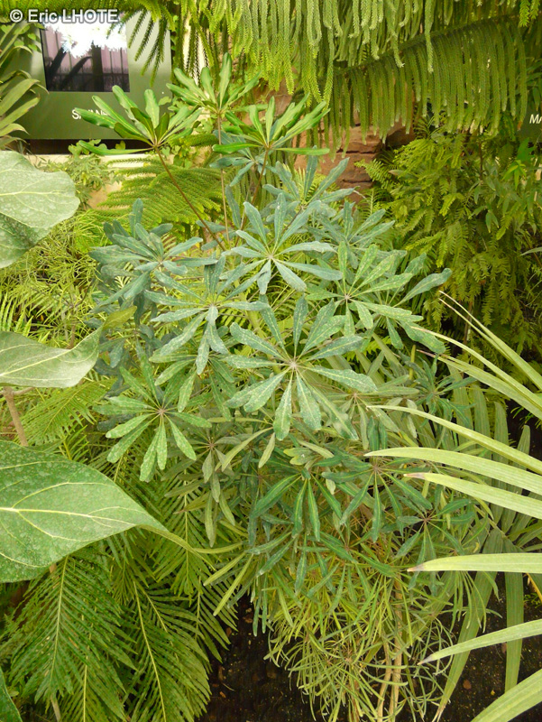 Araliaceae - Schefflera polydactylis - Schefflera