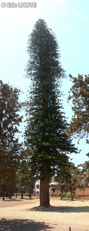 Araucariaceae - Araucaria columnaris - Araucaria de Cook, Désespoir des singes