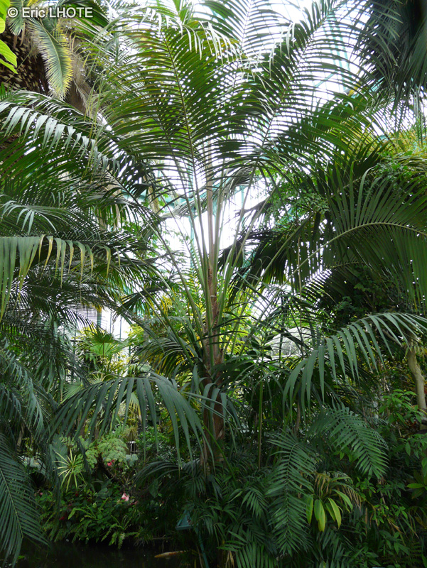 Arecaceae - Arecastrum romanzoffianum - Palmier reine, Cocotier de Romanzoff