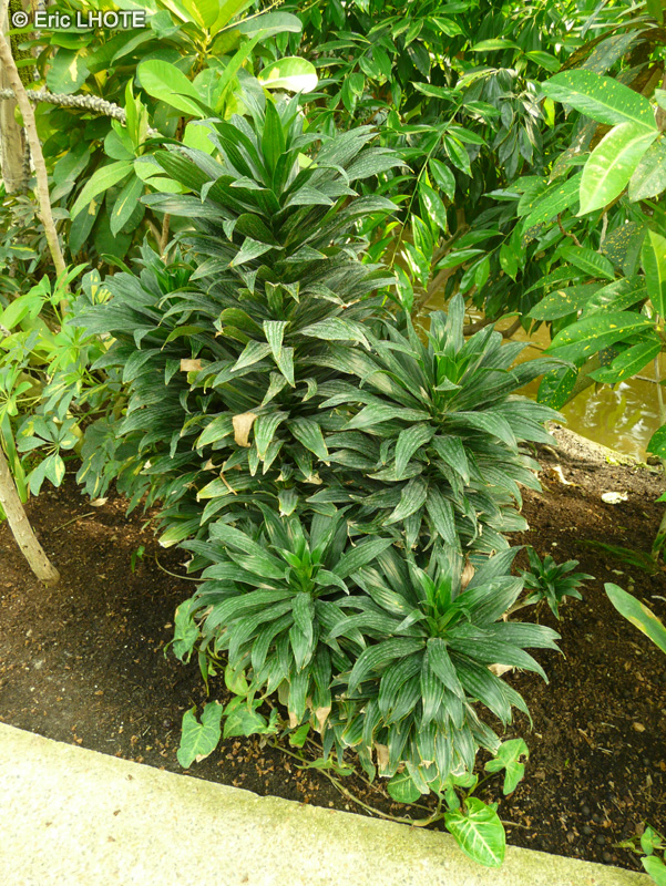 Arecaceae - Chamaedorea ernesti augusti - Palmier ernesti augusti