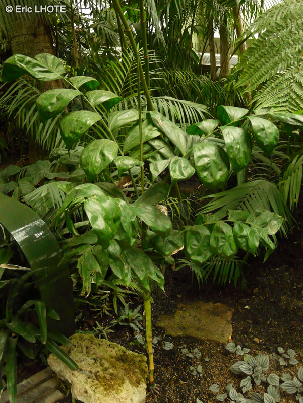 Arecaceae - Chamaedorea oblongata - Chamaedorée, Palmier de montagne