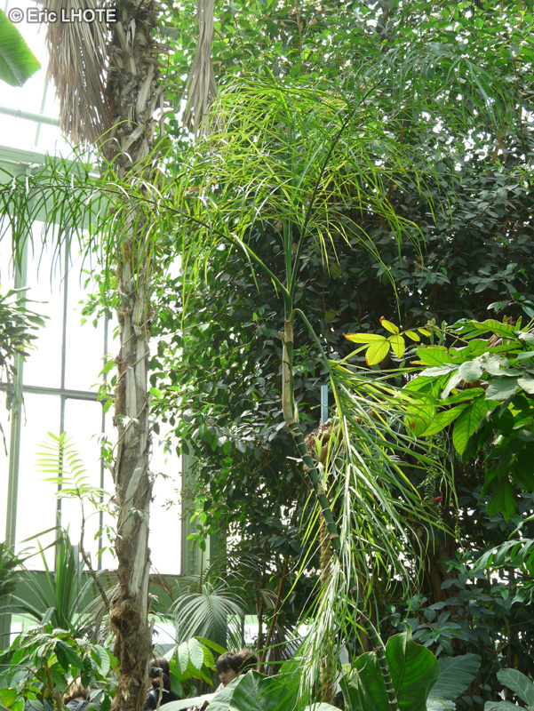 Arecaceae - Chamaedorea plumosa - Palmier de montagne, Chamédorée