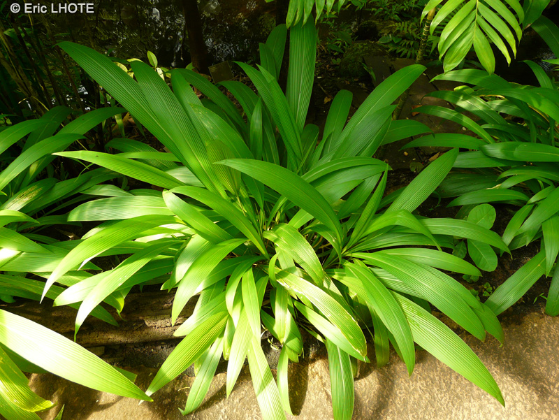 Arecaceae - Chamaedorea seifrizii - Palmier nain