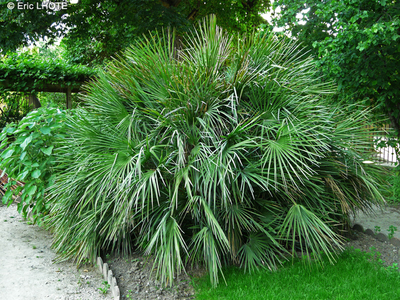 Arecaceae - Chamaerops humilis - Palmier nain, Faux Doum, Palmier éventail, Palmier de méditerranée