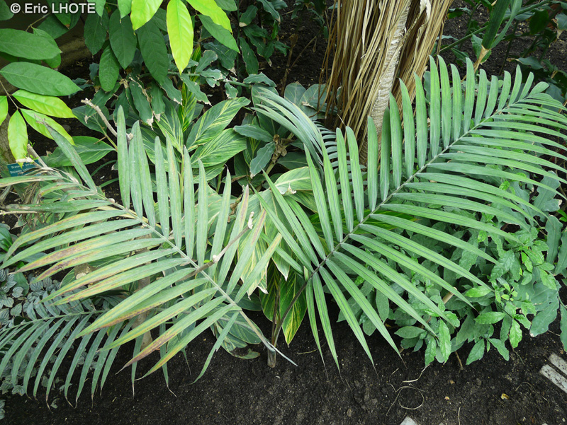 Arecaceae - Dictyosperma album - Palmiste blanc