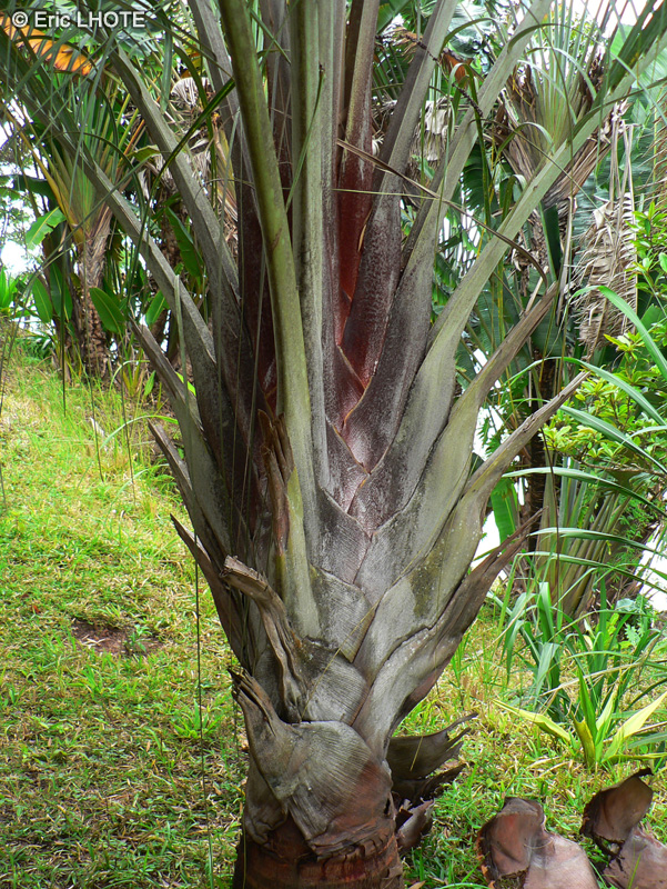  - Dypsis decary - 
