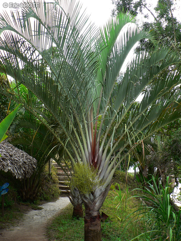Arecaceae - Dypsis decary - Palmier triangle