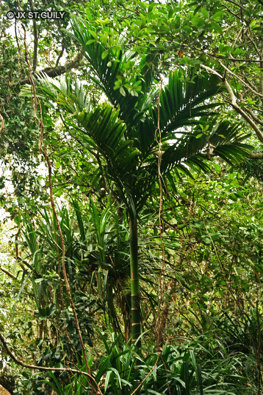 Arecaceae - Dypsis lanceolata - Palmier de Mayotte