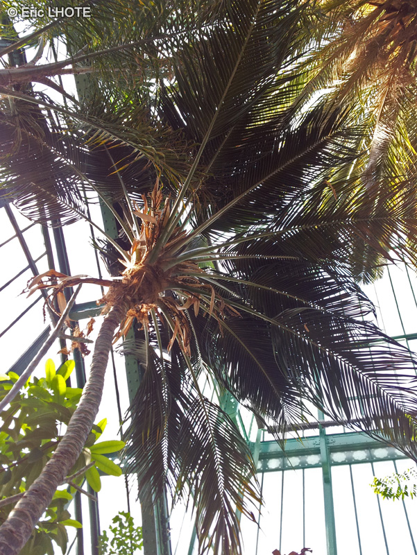 Arecaceae - Howea belmoreana - Palmier frisé, Kentia frisé