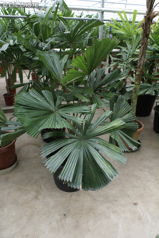 Arecaceae - Licuala ramsayi - Licuale