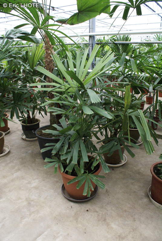 Arecaceae - Licuala spinosa, Licuala horrida - Licuale épineuse