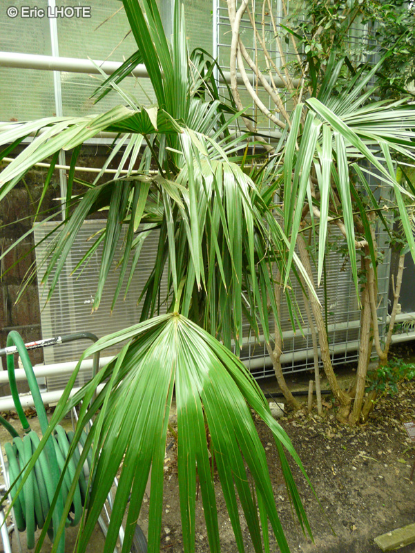 Arecaceae - Livistona nitida - Palmier de Carnavon