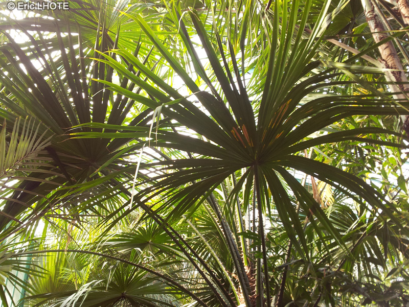 Arecaceae - Livistona saribus - Taraw palme
