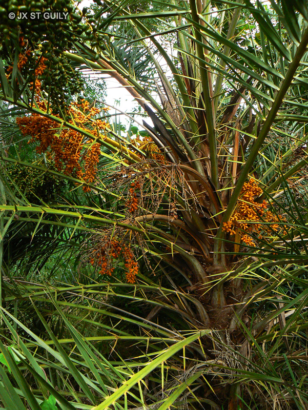 Arecaceae - Phoenix reclinata - Palmier du Sénégal, Phoenix du Sénégal
