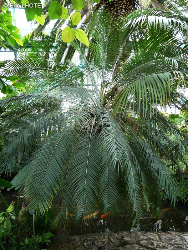 Arecaceae - Phoenix roebelenii - Dattier du Mékong, Dattier nain
