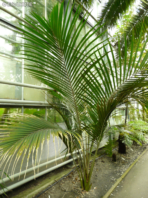 Arecaceae - Rhopalostylis sapida - Palmier Nikau