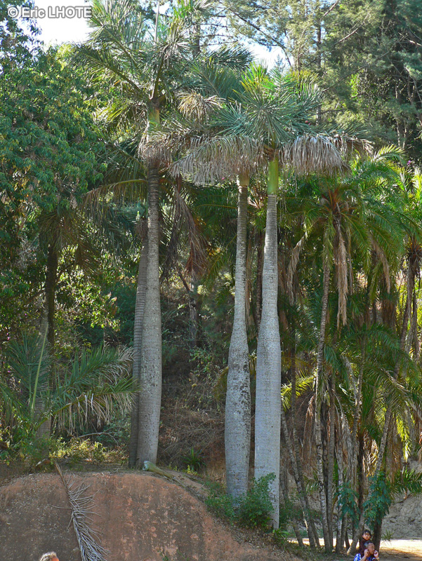Arecaceae - Roystonea regia - Palmier royal de Cuba