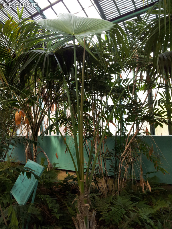 Arecaceae - Thrinax parviflora - Thrinax