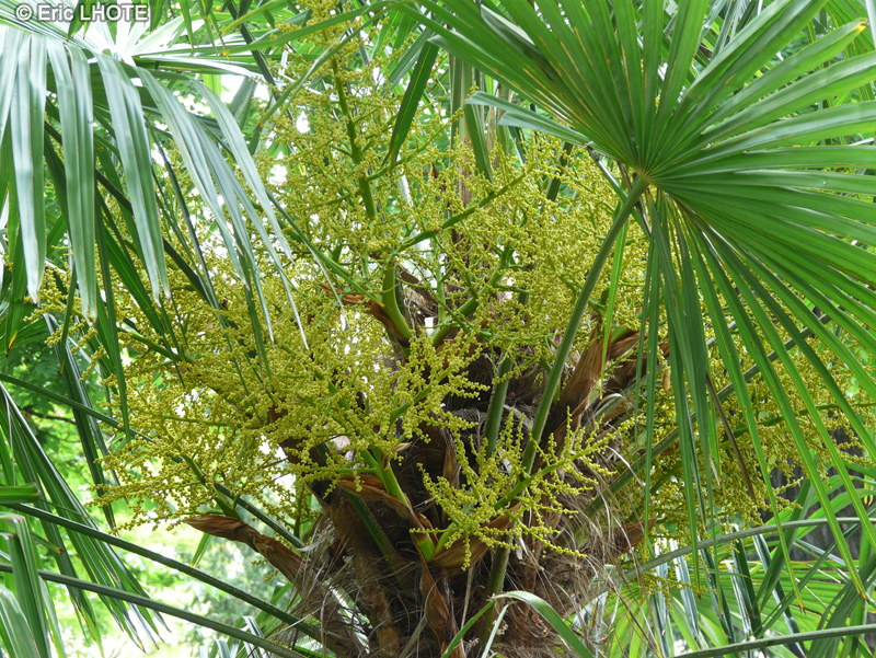  - Trachycarpus fortunei, Chamaerops excelsa - 