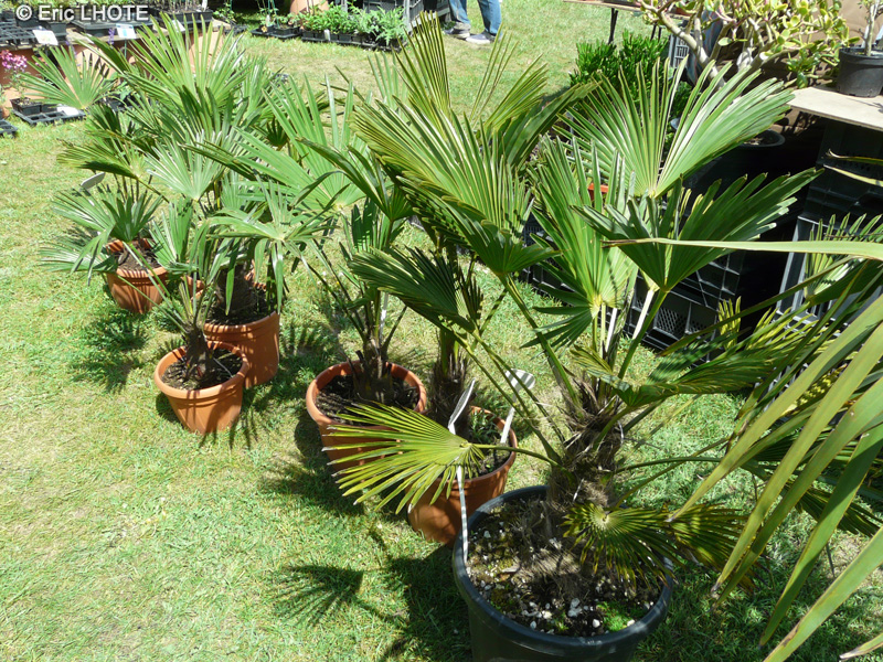 Arecaceae - Trachycarpus wagnerianus - Palmier de Corée