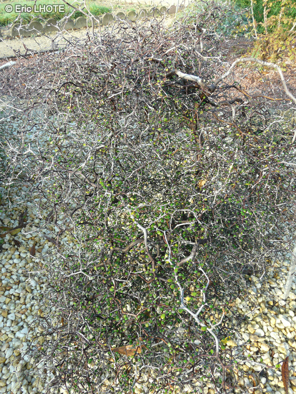 Argophyllaceae - Corokia cotoneaster - Corokia, Corokie cotonéastre
