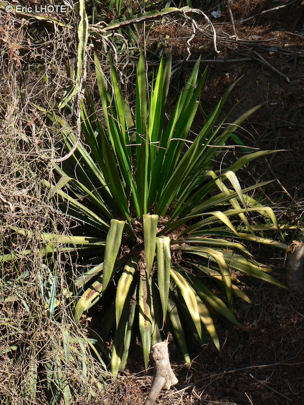 Asparagaceae - Agave sisalana - Sisal