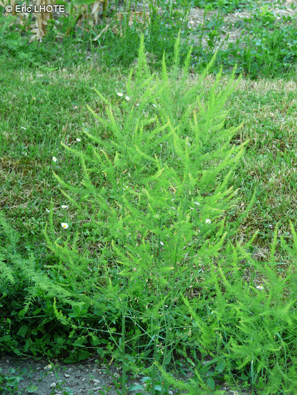 Asparagaceae - Asparagus officinalis - Asperge officinale, Asperge commune, Asperge comestible