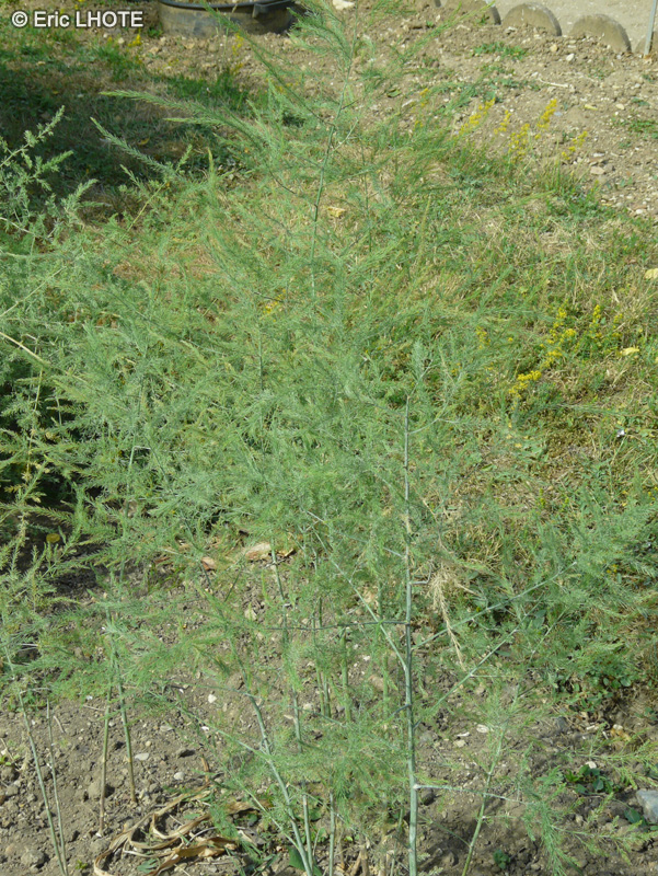 Asparagaceae - Asparagus officinalis ssp. officinalis, Asparagus pseudoscaber - Asperge officinale
