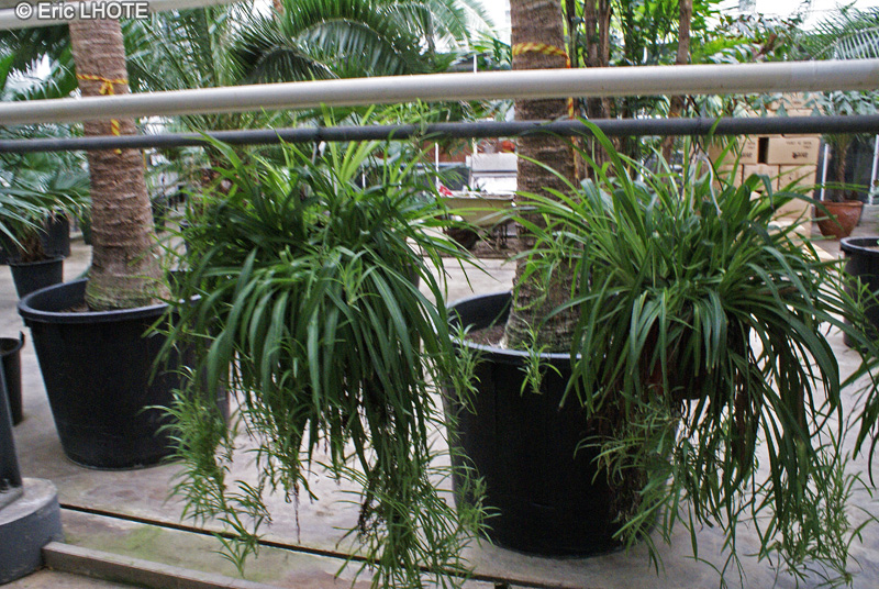 Asparagaceae - Chlorophytum comosum - Chlorophytum chevelu, Phalangium, Phalangère, Plante araignée