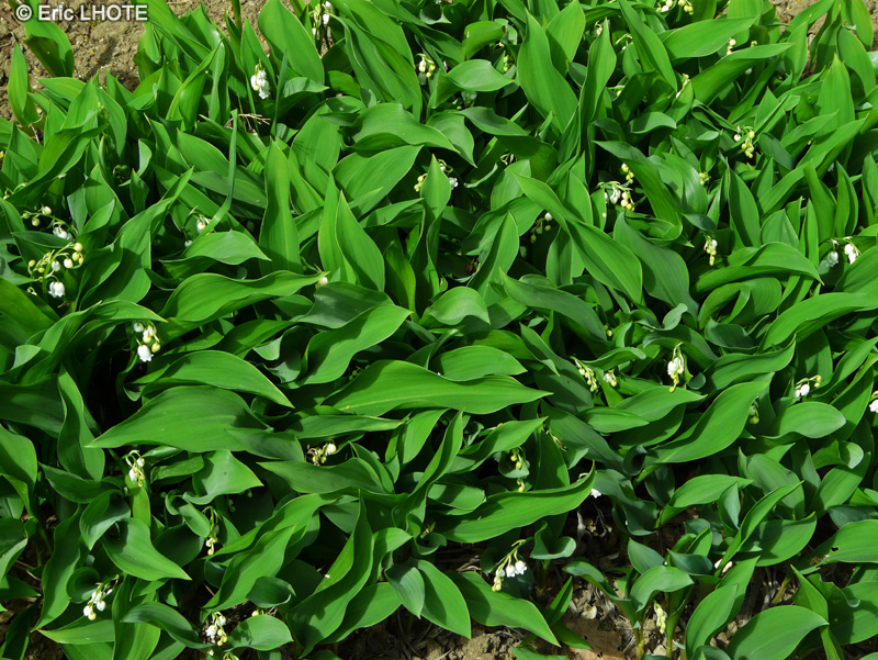 Asparagaceae - Convallaria majalis - Muguet