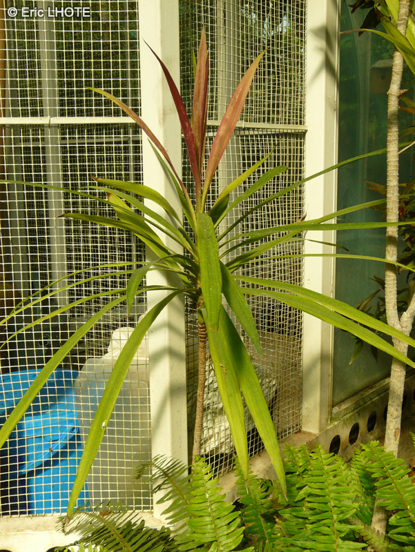 Asparagaceae - Cordyline stricta Volkaerti - Svelte Lily palm