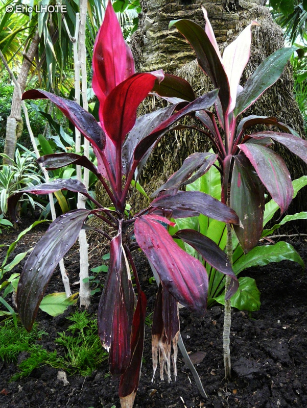 Asparagaceae - Cordyline terminalis, Cordyline fruticosa - Cordyline, Epinard Hawaïen