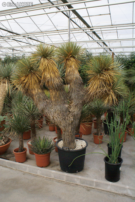 Asparagaceae - Dasylirion acrotrichum - Dasylire acrotriche, Sotol