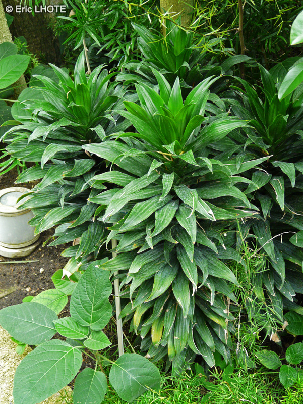 Asparagaceae - Dracaena deremensis - Dragonnier panaché, Plante à ruban