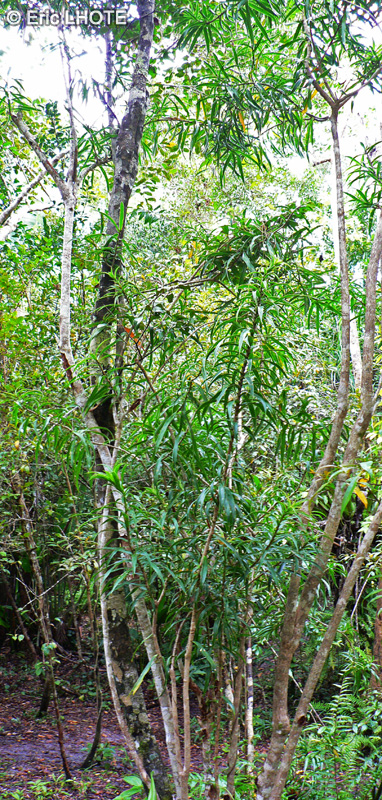 Asparagaceae - Dracaena reflexa - Bois de chandelle