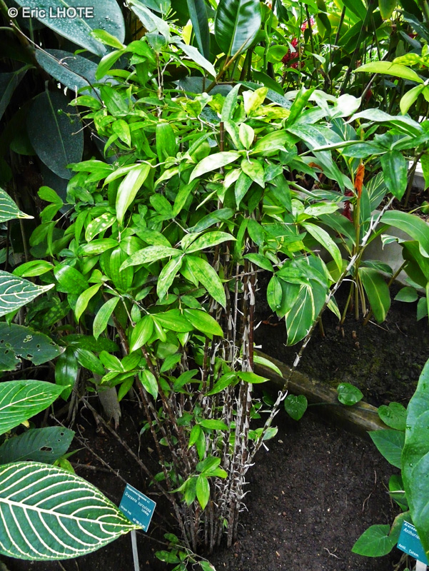 Asparagaceae - Dracaena surculosa, godseffiana - Dragonnier balsamique