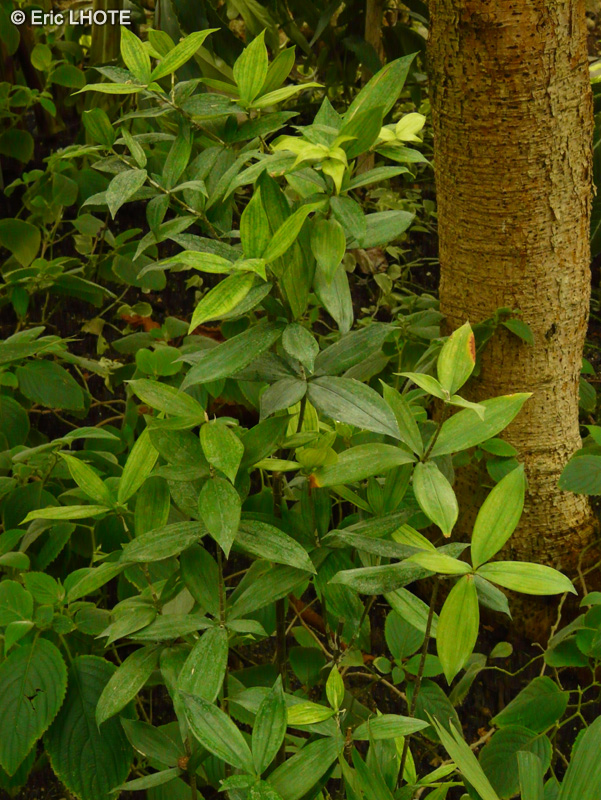 Asparagaceae - Dracaena surculosa var. capitata - Dragonnier
