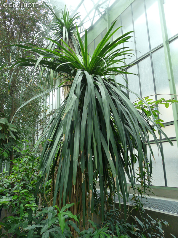 Asparagaceae - Dracaena umbraculifera - Dragonnier parasol