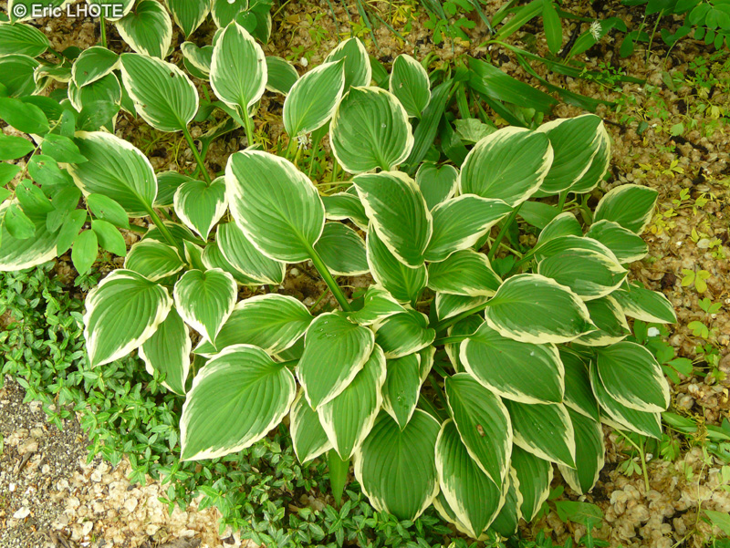 Asparagaceae - Hosta fortunei Albomarginata - Hosta, Funkia