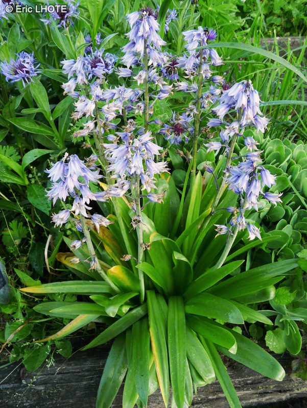  - Hyacinthus orientalis - 