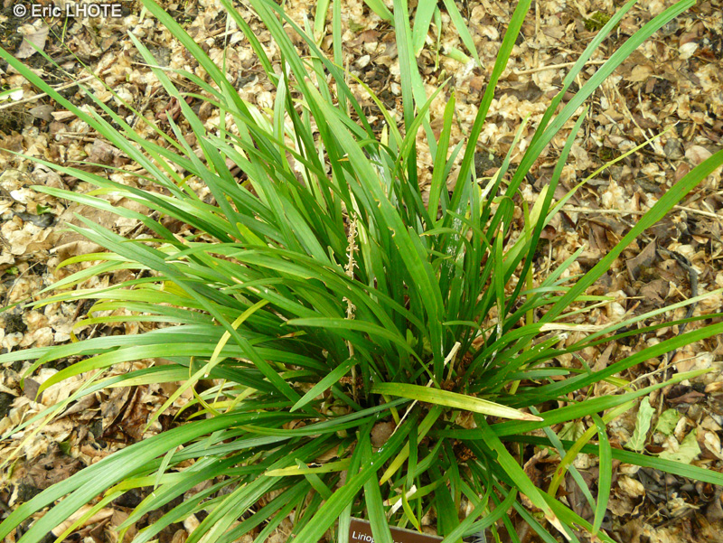 Asparagaceae - Liriope platyphylla - Liriope