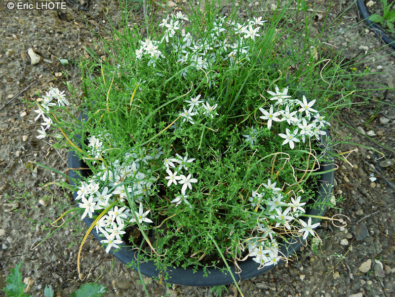 Asparagaceae - Ornithogalum comosum - Ornithogale, Etoile de Bethléem
